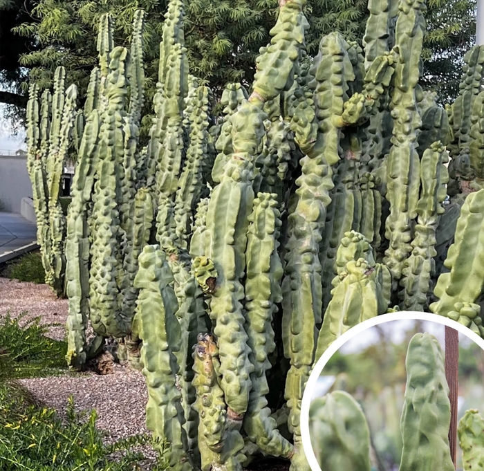 Totem Pole Cactus - Pachycereus schottii 'monstrosus' from Whitfill Nursery