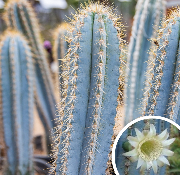 Wooly Blue Spires Cactus - Pilocereus pachycladus from Whitfill Nursery