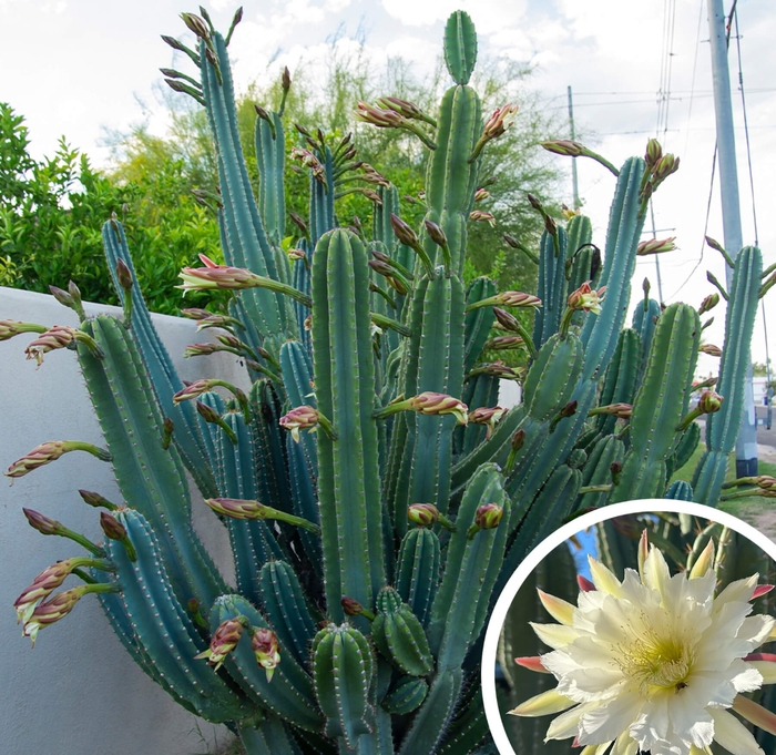 Organ Pipe Cactus - Stenocereus thurberi from Whitfill Nursery