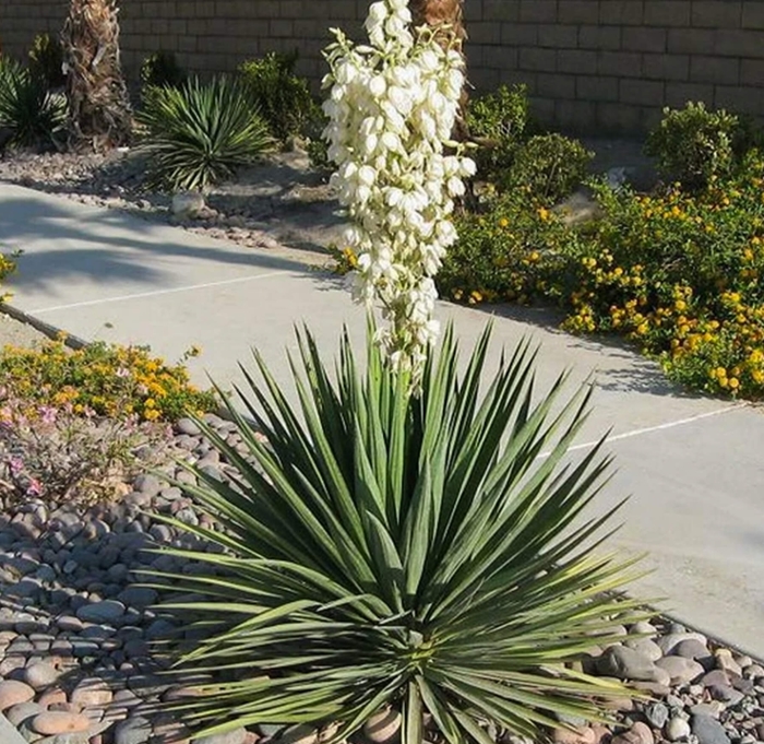 Adam's Needle Yucca - Yucca filamentosa from Whitfill Nursery