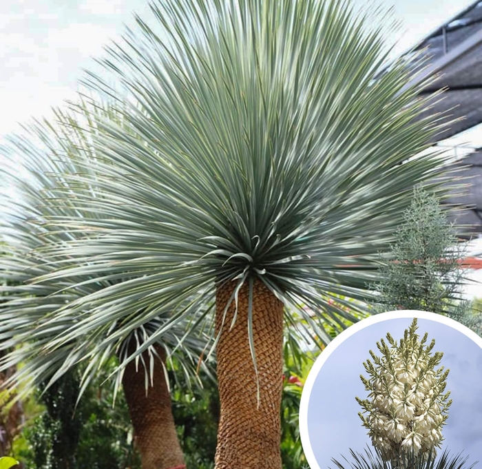 Beaked Blue Yucca - Yucca rostrata from Whitfill Nursery