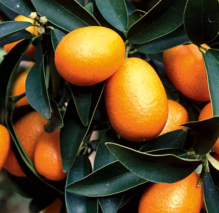 Meiwa Kumquat - Fortunella crassifolia from Whitfill Nursery