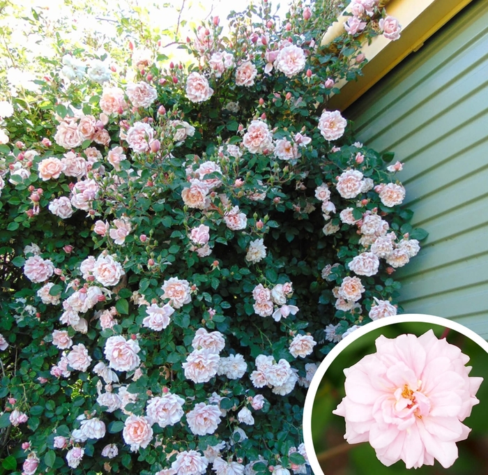Cecile Brunner Climbing Rose - Rosa 'Cecile Brunner' from Whitfill Nursery