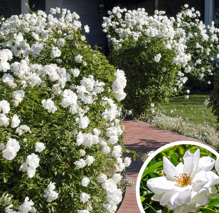 Iceberg Rose - Rosa floribunda 'Iceberg' from Whitfill Nursery