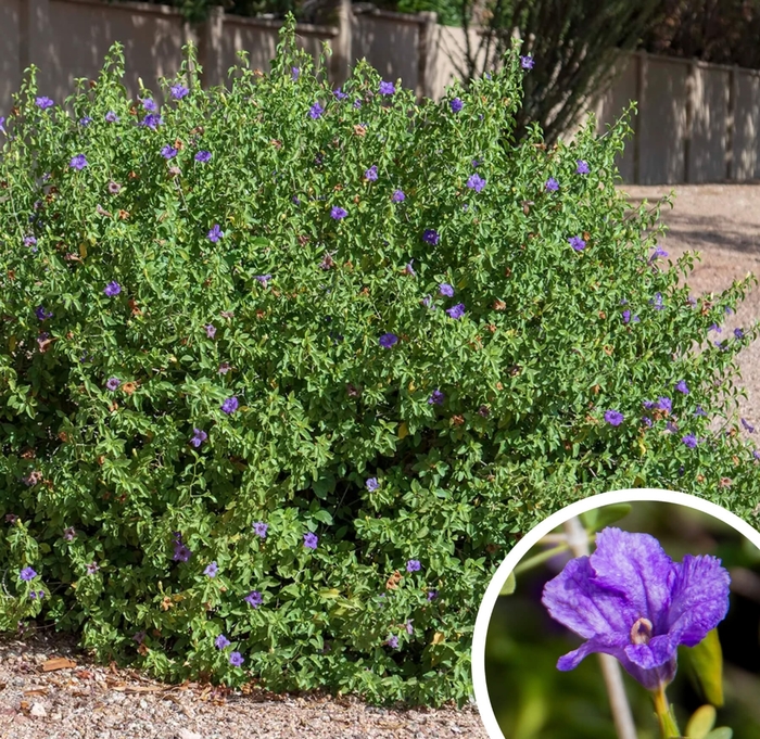 Desert Baja Ruellia - Ruellia peninsularis from Whitfill Nursery