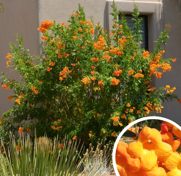 Orange Jubilee Tecoma - Tecoma stans 'Orange Jubilee' from Whitfill Nursery