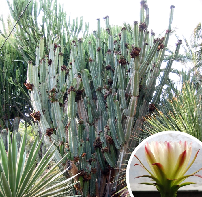Peruvian Organ Pipe Cactus - Cereus peruvianus from Whitfill Nursery