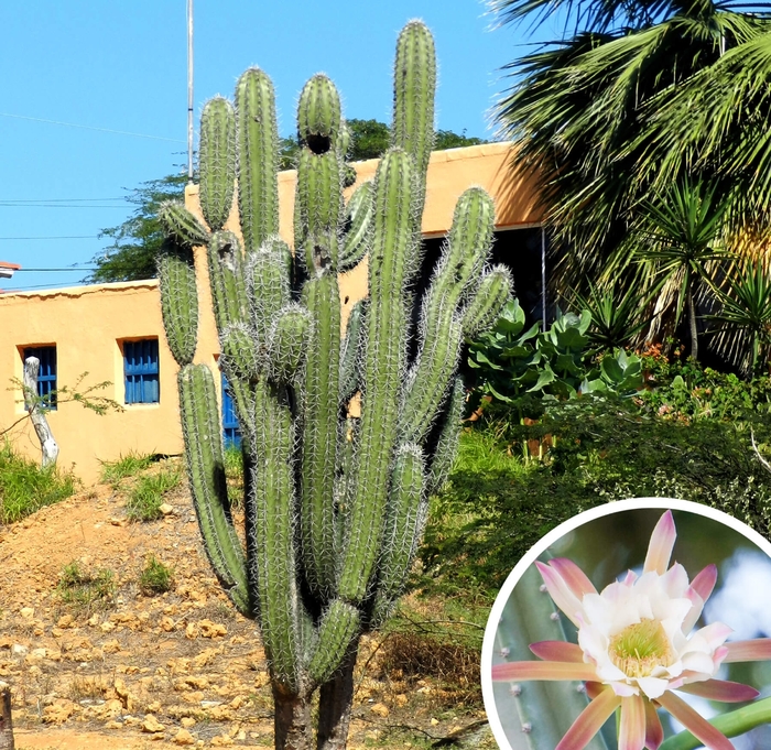 Peruvian Apple Cactus - Cereus repandus from Whitfill Nursery