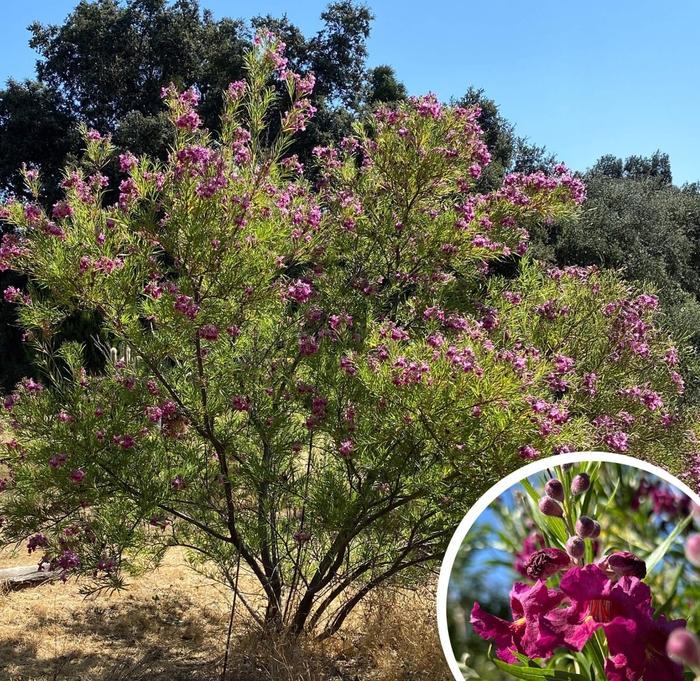 Desert Willow - Chilopsis linearis from Whitfill Nursery