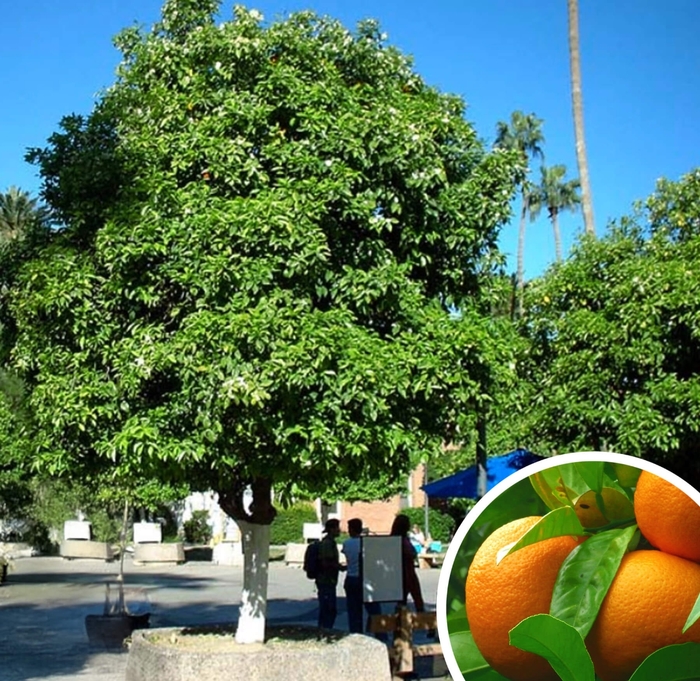 Sour Orange - Citrus aurantium from Whitfill Nursery