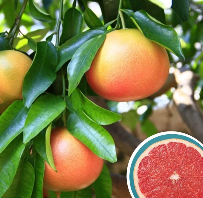 Ruby Red Grapefruit - Citrus paradisi 'Ruby Red' from Whitfill Nursery
