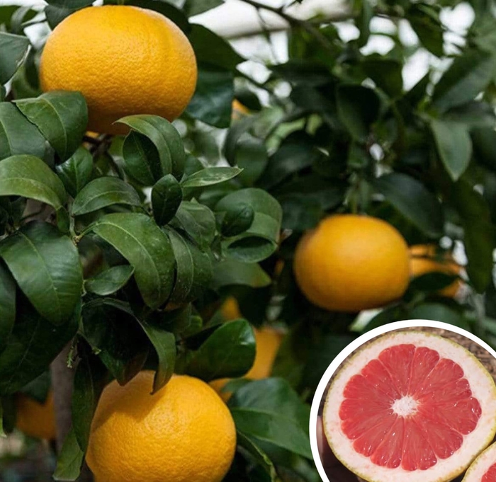 Rio Red Grapefruit - Citrus paradisi 'Rio Red' from Whitfill Nursery