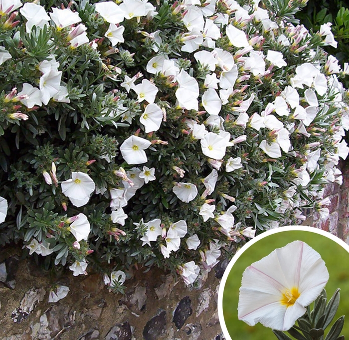 Bush Morning Glory - Convolvulus cneorum from Whitfill Nursery