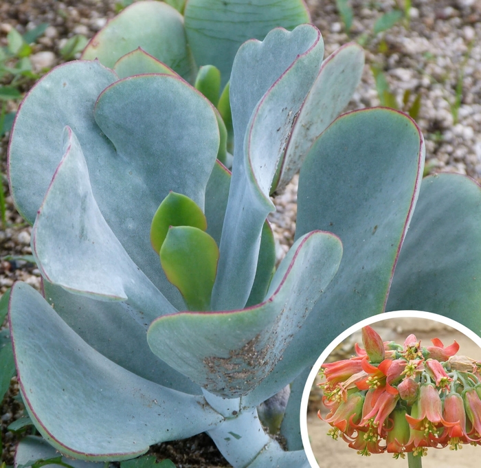 Chalk Fingers - Cotyledon from Whitfill Nursery