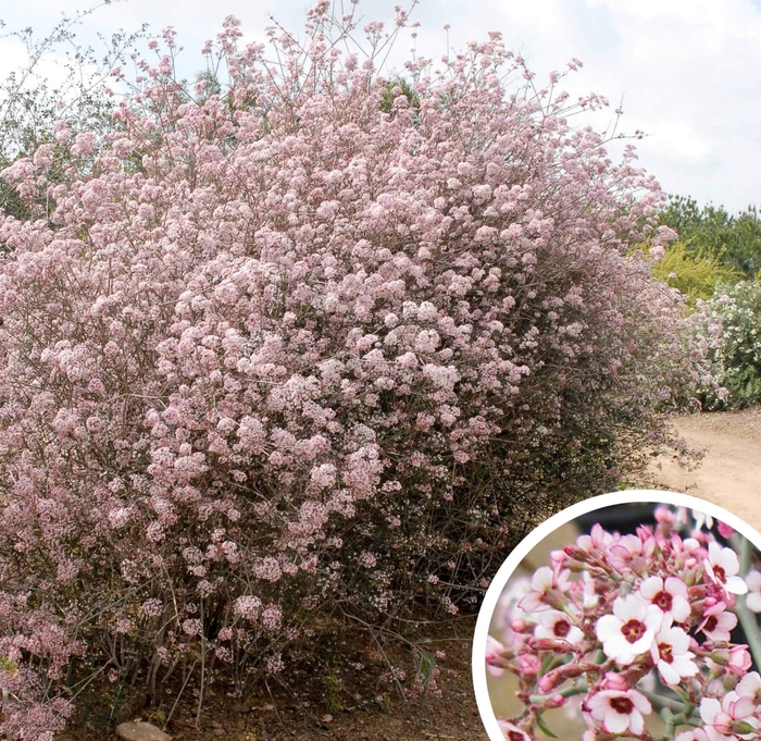 Cherry Blossom Euphorbia (Baja Spurge) - Euphorbia xanti from Whitfill Nursery
