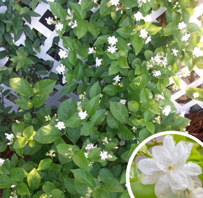 Arabian Jasmine - Jasminum sambac from Whitfill Nursery