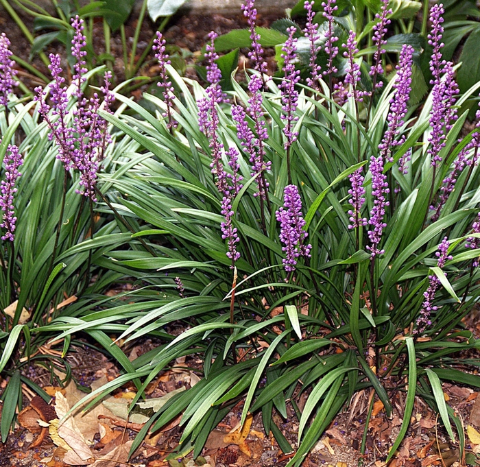 Lily Turf (Monkey Grass) - Liriope muscari from Whitfill Nursery
