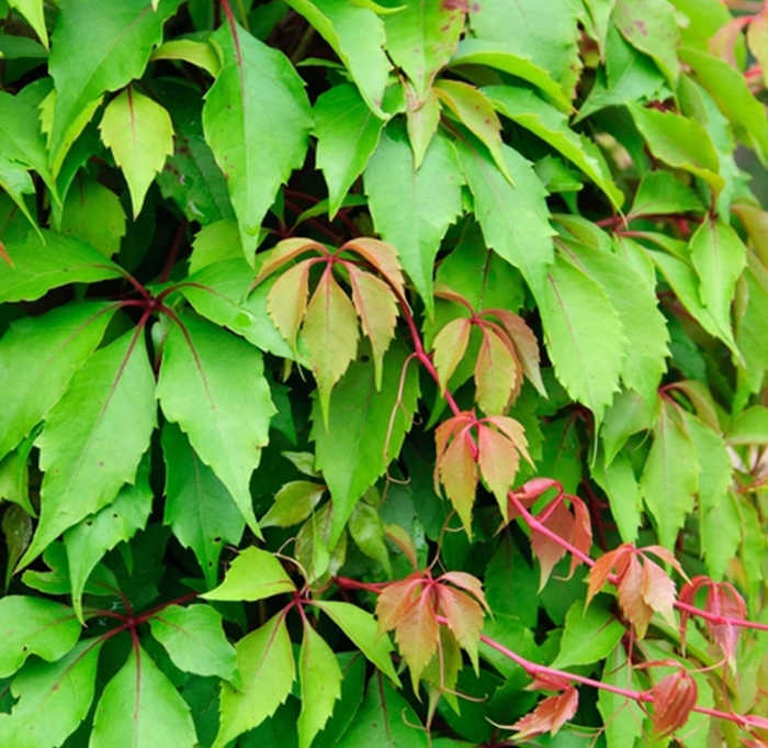 Hacienda Creeper Vine - Parthenocissus 'Hacienda' from Whitfill Nursery