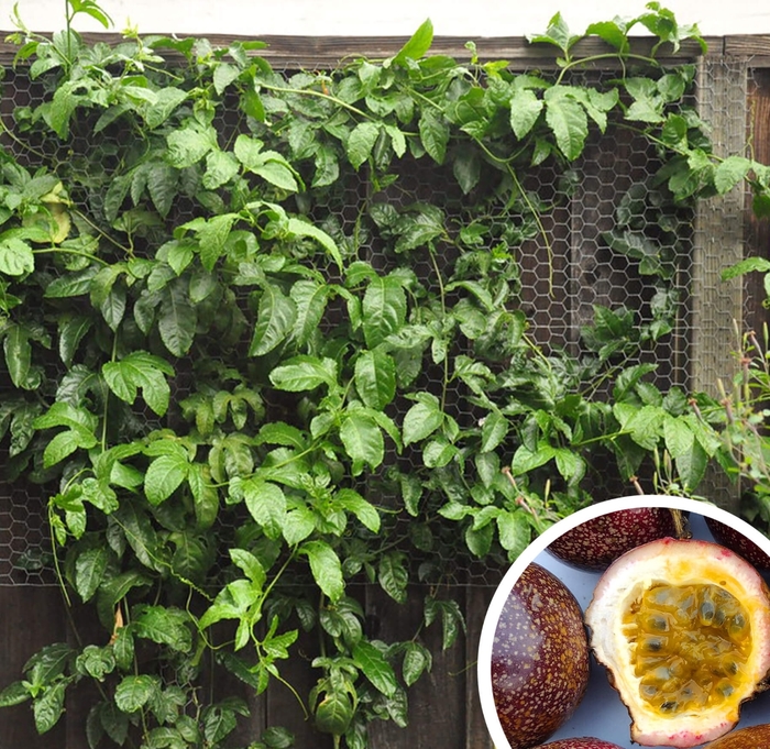 Passion Fruit Vine - Passiflora edulis from Whitfill Nursery