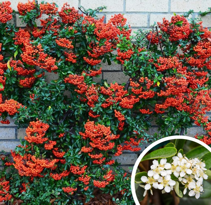 Firethorn - Pyracantha from Whitfill Nursery