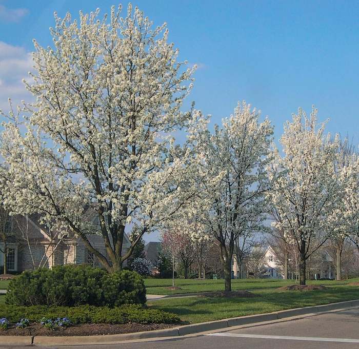 Bradford Pear - Pyrus calleryana from Whitfill Nursery