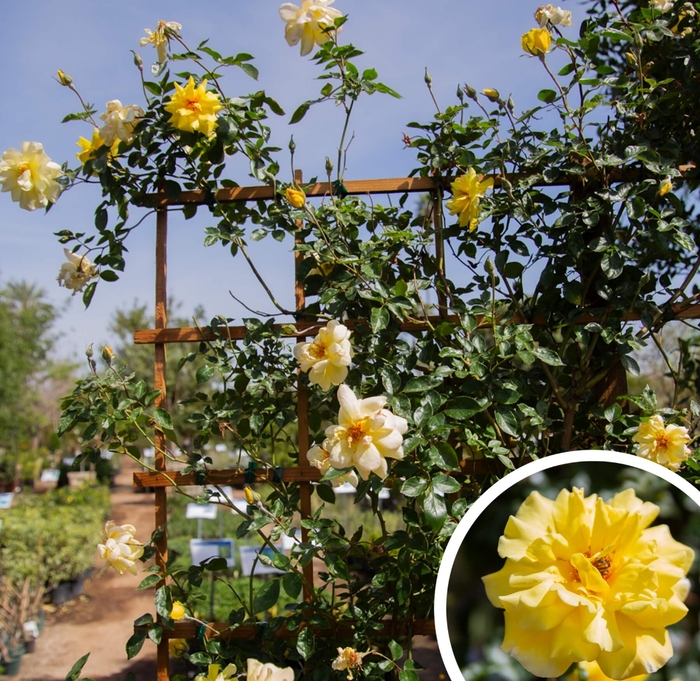 Golden Shower Rose - Rosa 'Golden Showers' from Whitfill Nursery