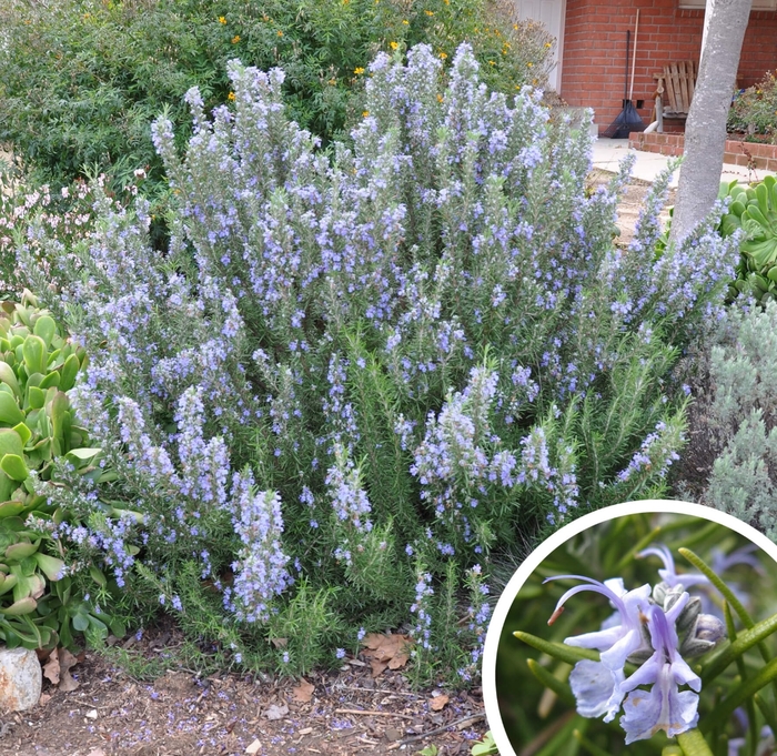 Upright Rosemary - Rosmarinus officinalis 'Tuscan Blue' from Whitfill Nursery