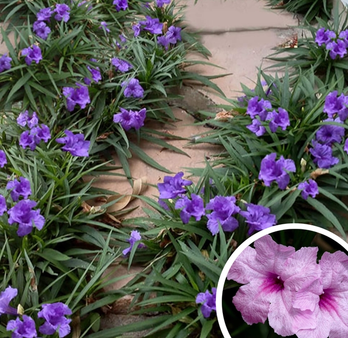 Dwarf Ruellia Mexican Petunia - Ruellia brittoniana 'Katie', ‘Blanca’, ‘Rosa’ from Whitfill Nursery