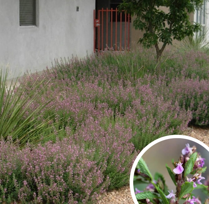 Germander - Teucrium chamaedrys from Whitfill Nursery