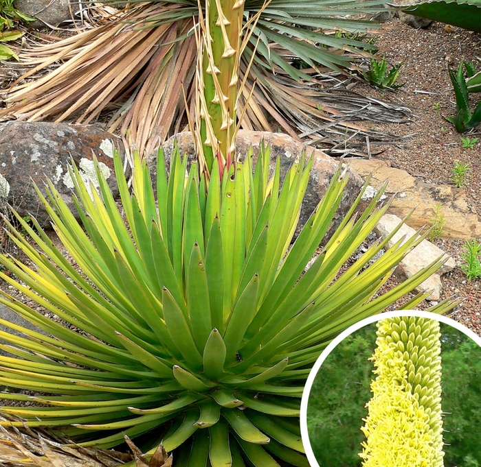 Ocahui Agave - Agave ocahui from Whitfill Nursery