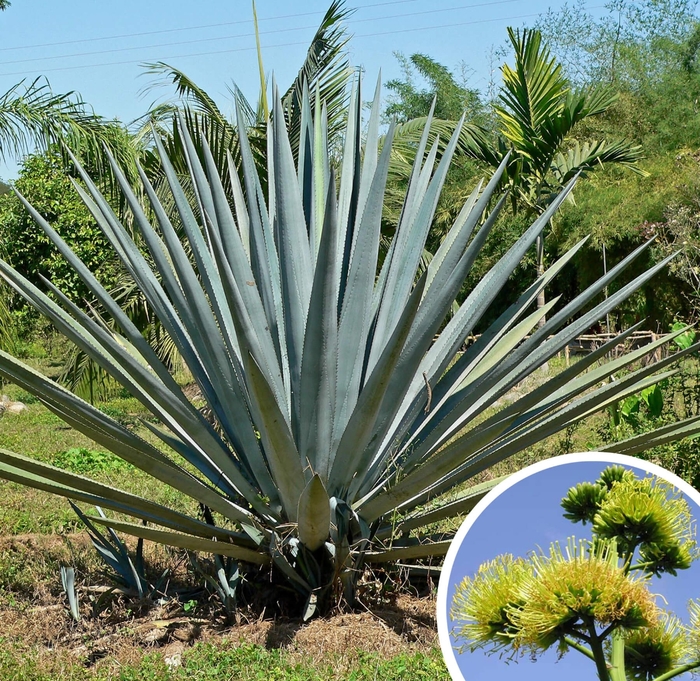 Blue Agave - Agave tequiliana from Whitfill Nursery