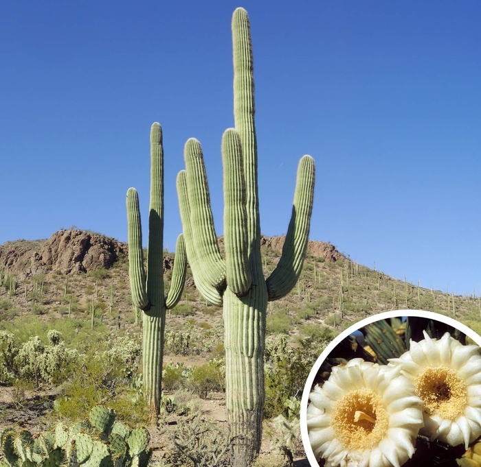 Saguaro - Carnegiea gigantea from Whitfill Nursery