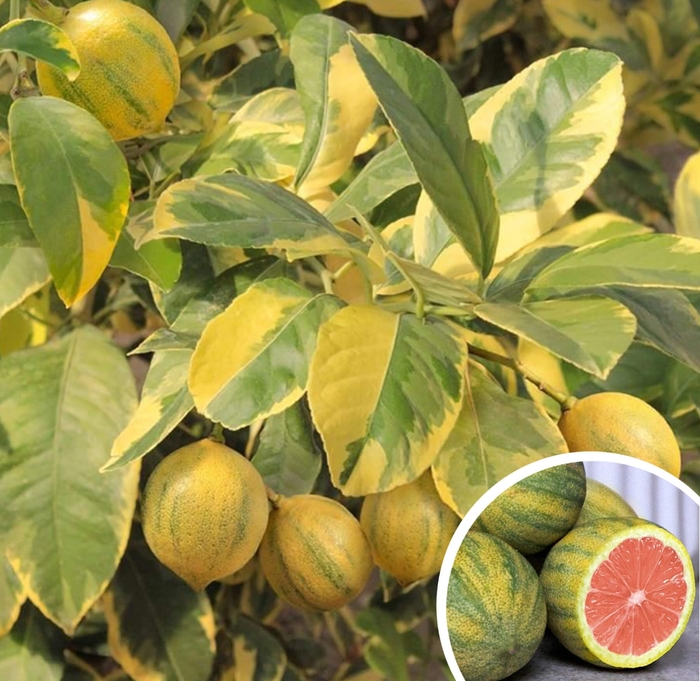 Variegated Pink Lemon - Citrus limon 'Eureka Variegated Pink' from Whitfill Nursery