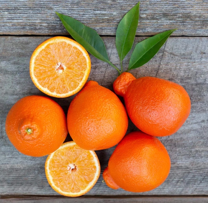 Minneola Tangelo - Citrus tangelo 'Minneola' from Whitfill Nursery