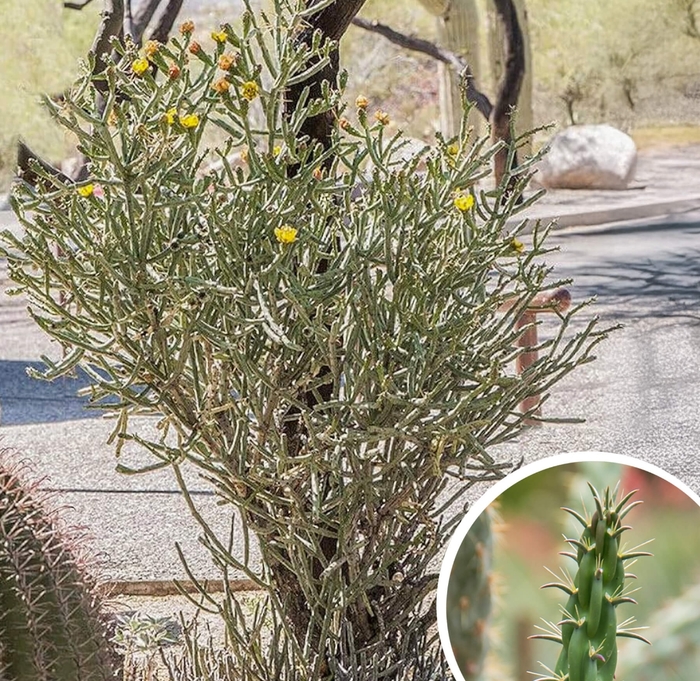 Pencil Cholla - Cylindropuntia arbuscula 'pencil' from Whitfill Nursery
