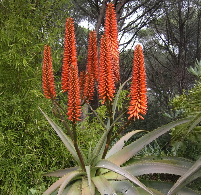 Cape Aloe - Aloe ferox from Whitfill Nursery