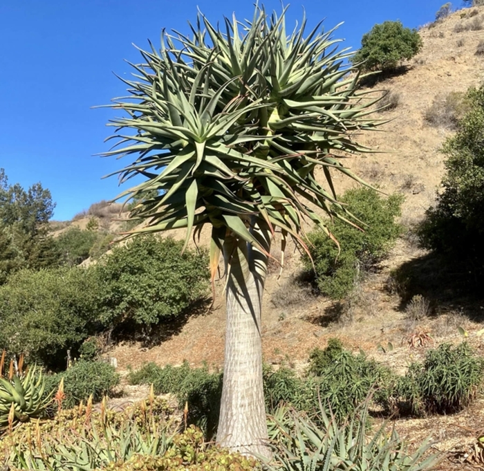 Hercules Aloe - Aloe hercules from Whitfill Nursery