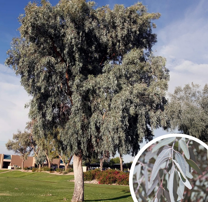 Blue Ghost Eucalyptus - Eucalyptus microtheca 'Blue Ghost' from Whitfill Nursery