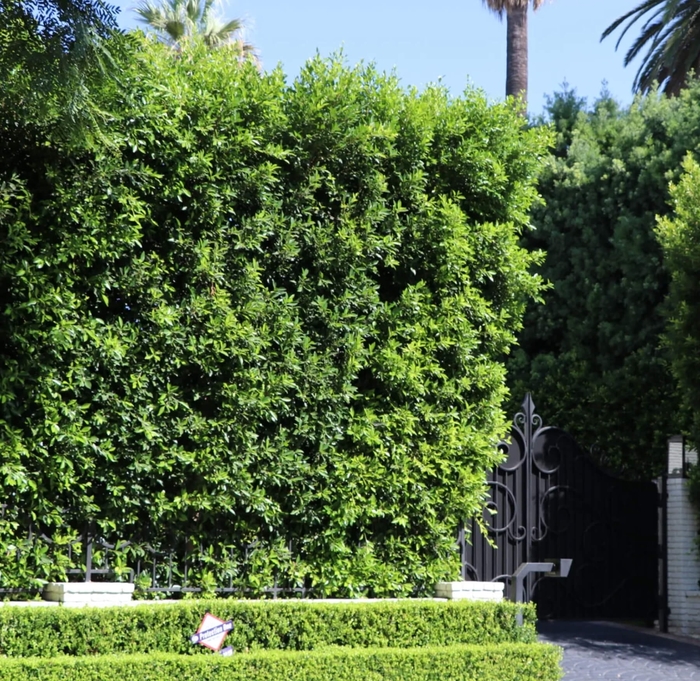 Ficus Nitida (Indian Laurel Fig) - Ficus nitida (Ficus microcarpa) from Whitfill Nursery