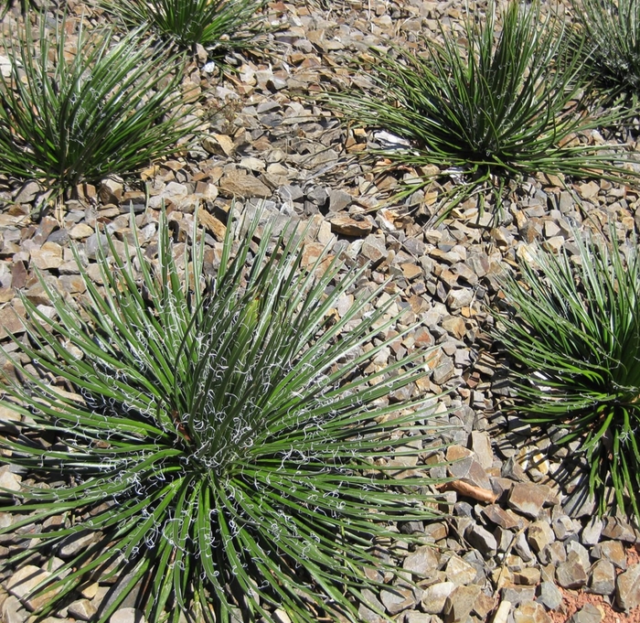 Twin-Flowered Agave - Agave geminiflora from Whitfill Nursery