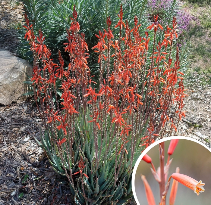 Blue Elf Aloe - Aloe 'blue elf' from Whitfill Nursery