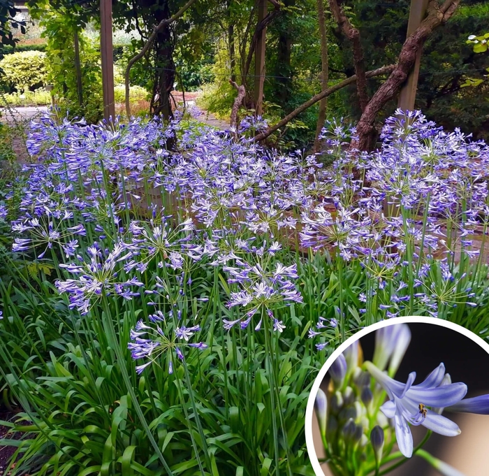 Dwarf Lily of the Nile African Lily - Agapanthus 'Dwarf' from Whitfill Nursery