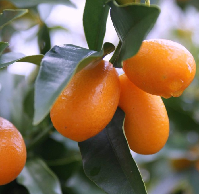 Nagami Kumquat - Fortunella margarita 'Nagami' from Whitfill Nursery