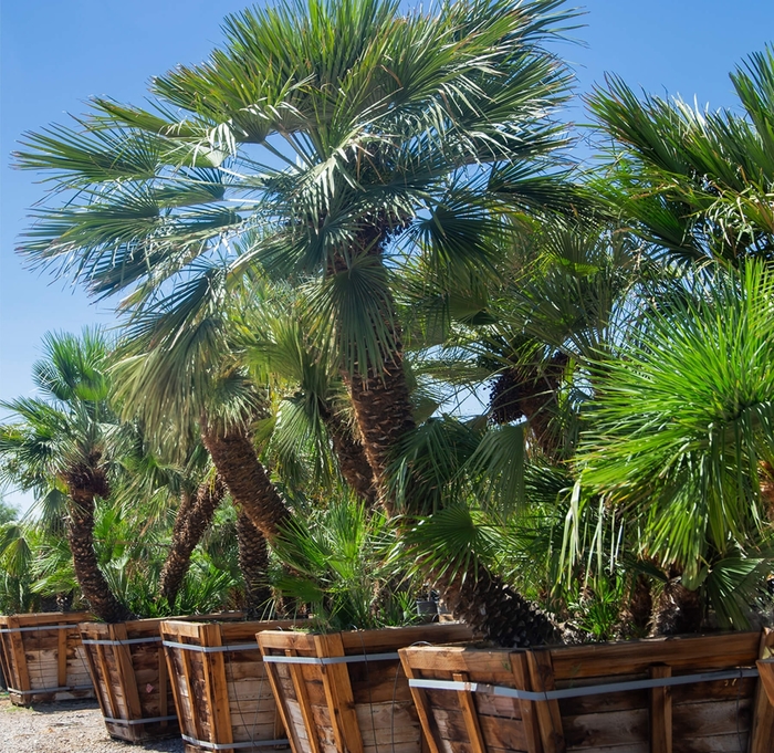 Mediterranean Fan Palm - Chamaerops humilis from Whitfill Nursery