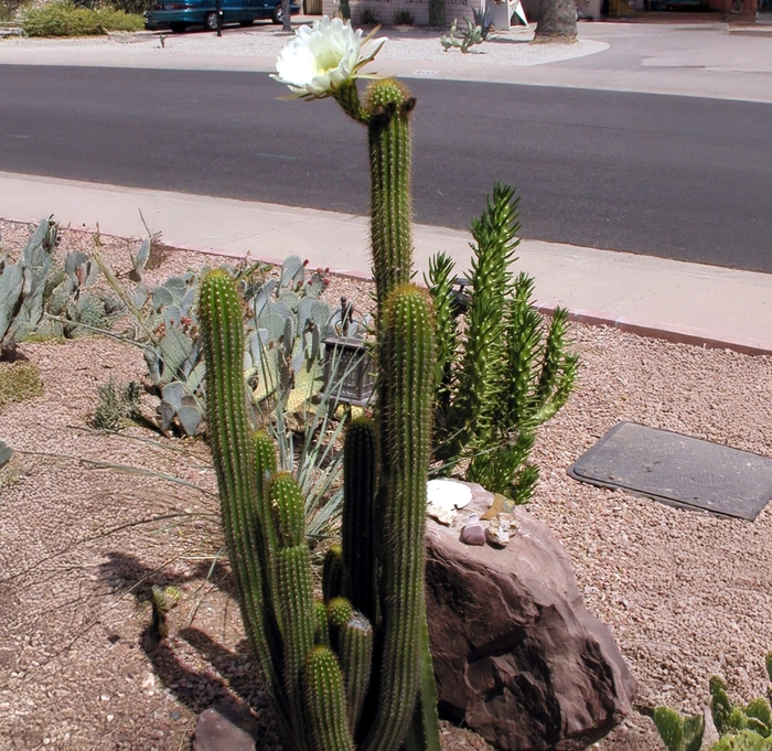 Golden Torch Cactus - Trichocereus spachianus from Whitfill Nursery