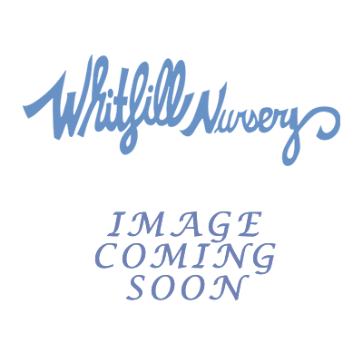 Tango Mandarin - Citrus reticulata 'Tango'